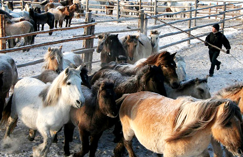 永久凍土の東シベリアで馬を飼うサハ人の暮らしと環境