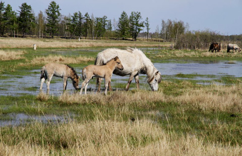 永久凍土の東シベリアで馬を飼うサハ人の暮らしと環境