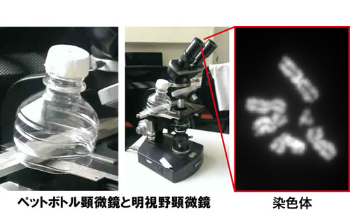 細胞分裂と疾患～ペットボトル顕微鏡をつくってみよう。どこまで見える?～